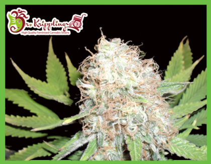 Featured Image of Bud Bud Bling Tingz