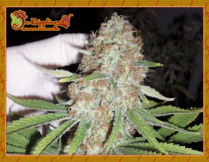 Featured Image of Blue Kripple