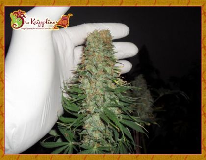 Featured Image of Mango Chutney