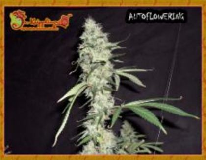 Featured Image of Sonic Bloom Auto
