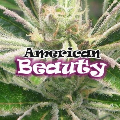 Featured Image of American Beauty