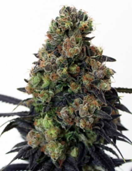 Featured Image of Acid Dough