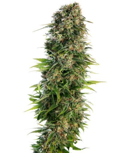 Featured Image of Hindu Kush Auto