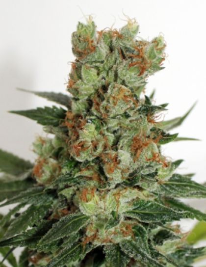 Featured Image of Fuel Og