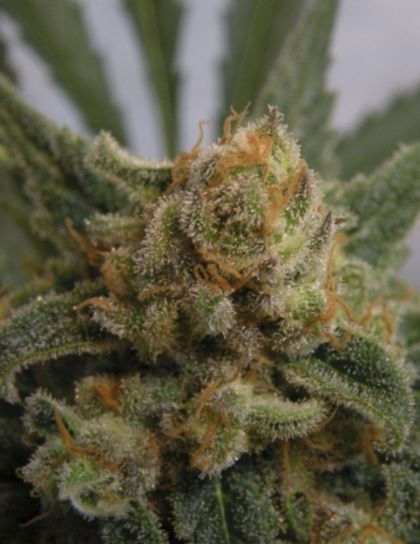Featured Image of Grapegum