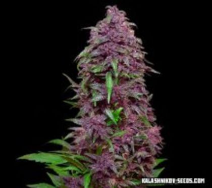 Featured Image of Purple Mazar Auto