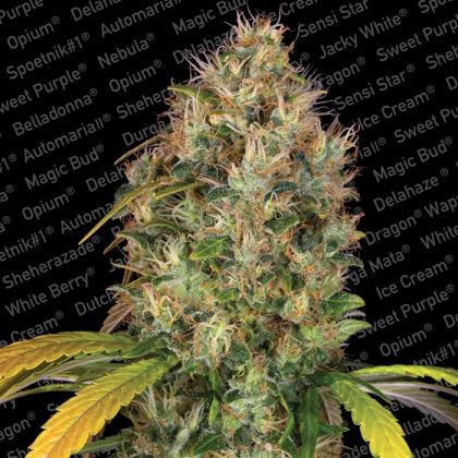 Featured Image of Dutch Kush