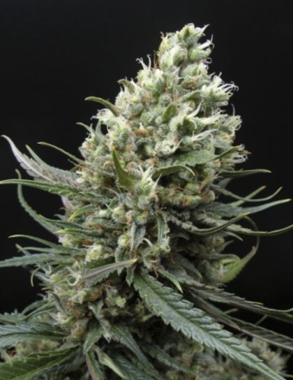 Featured Image of Ripper Haze