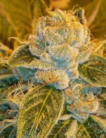 Featured Image of Sour Ripper