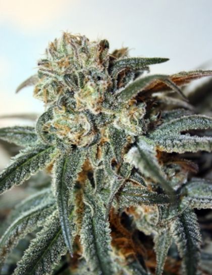 Featured Image of Zombie Kush