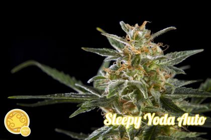 Featured Image of Sleepy Yoda Auto