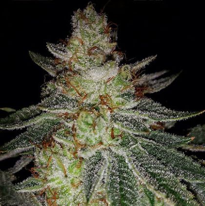 Featured Image of Face Melt Og