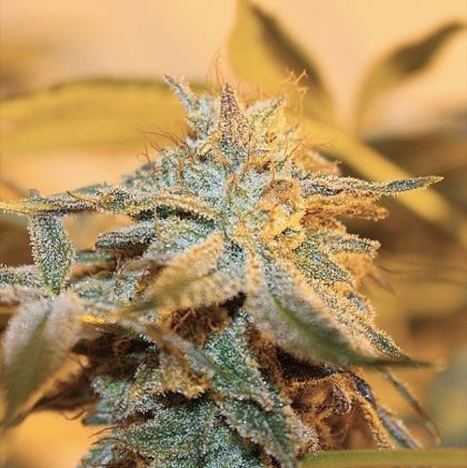 Featured Image of Cherry Wonka