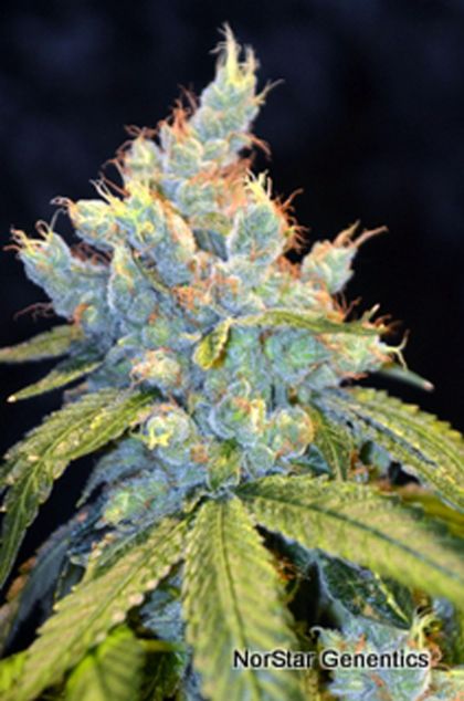 Featured Image of Frisco Og