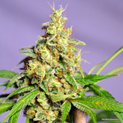 Featured Image of Panama Jack