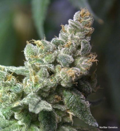 Featured Image of Queen Of Hearts