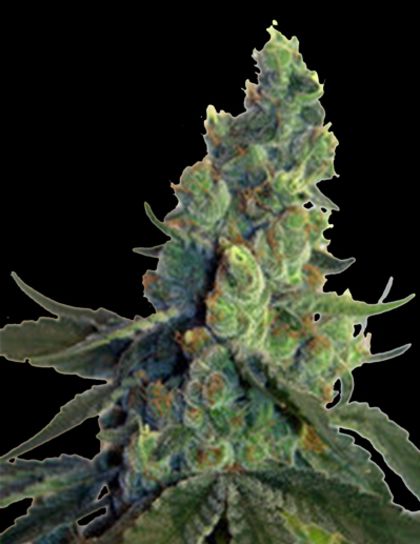 Featured Image of Sour Chelumbian