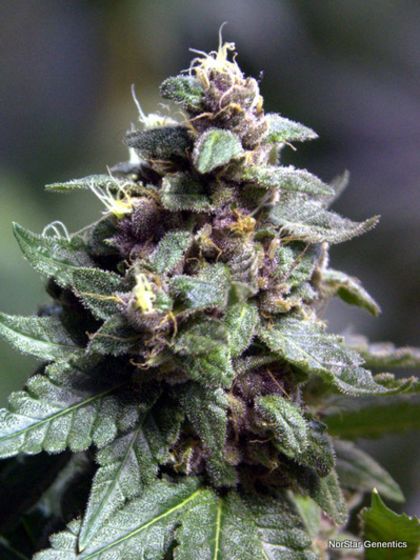 Featured Image of Vintners Moonshine