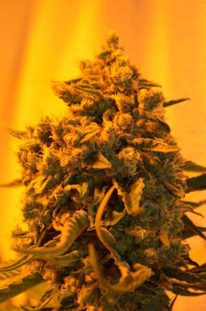 Featured Image of Critical Sour Diesel
