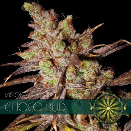 Featured Image of Choco Bud