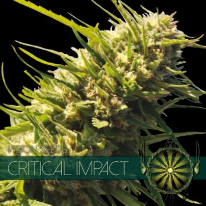 Featured Image of Critical Impact