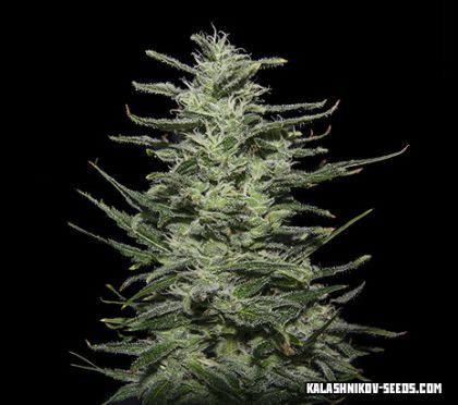 Featured Image of Amnesia Molotov
