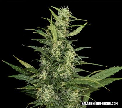 Featured Image of Amur Giant Auto