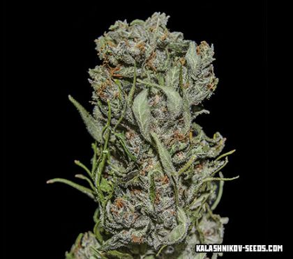 Featured Image of White Critical Express
