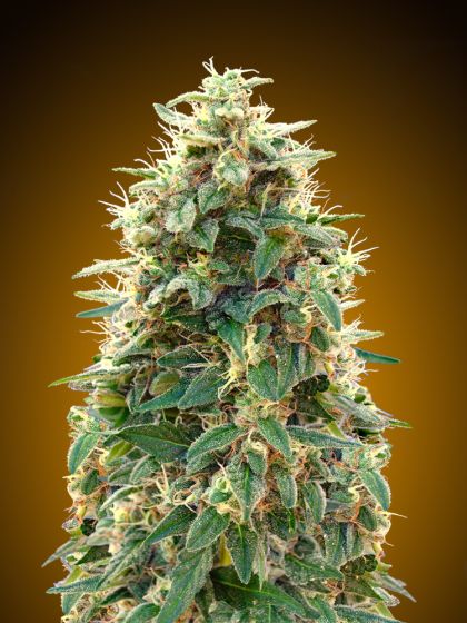 Featured Image of Auto 00 Cheese