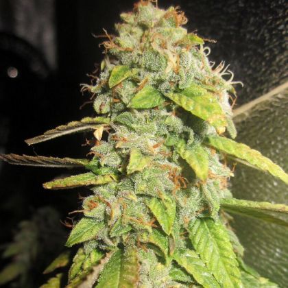 Featured Image of Notorious Og