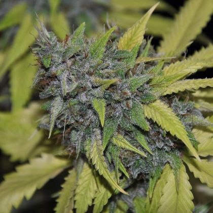 Featured Image of Grandaddy Confidential