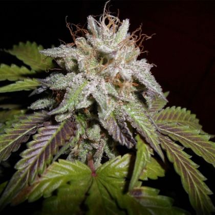 Featured Image of Sunset Aka Sunset Sherbet