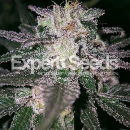 Featured Image of Gorilla Cookies