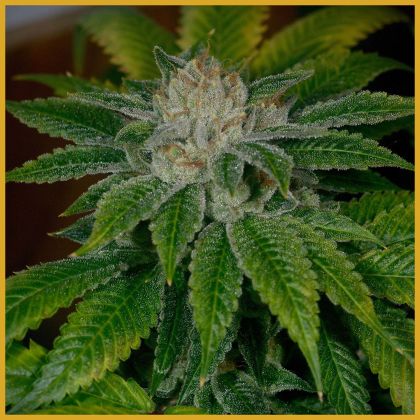 Featured Image of Clearwater Kush