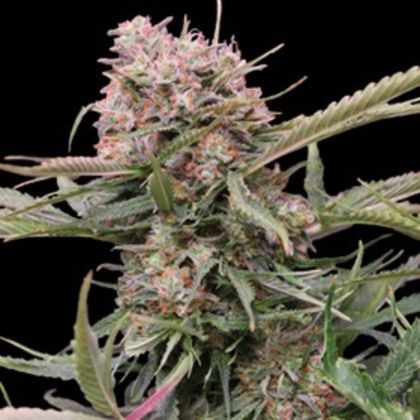 Featured Image of Auto Gigabud