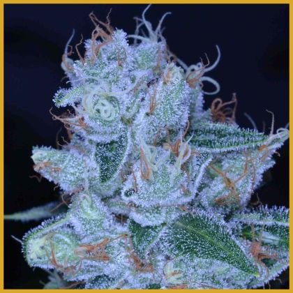 Featured Image of Designer Og