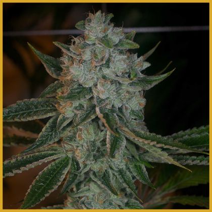 Featured Image of Heavenly Og