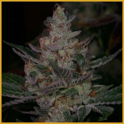 Featured Image of Sour Face