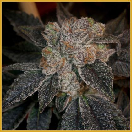 Featured Image of The Sweeties