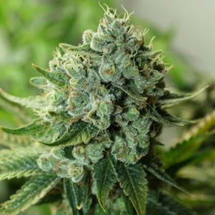 Featured Image of Buford Og