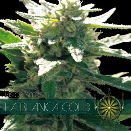 Featured Image of La Blanca Gold