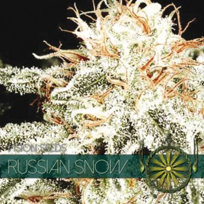 Featured Image of Russian Snow