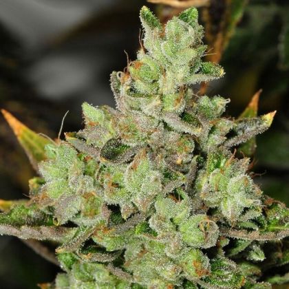 Featured Image of Venom Og