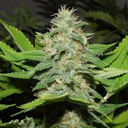 Featured Image of Walker Kush