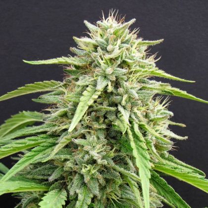 Featured Image of Hippie Killer
