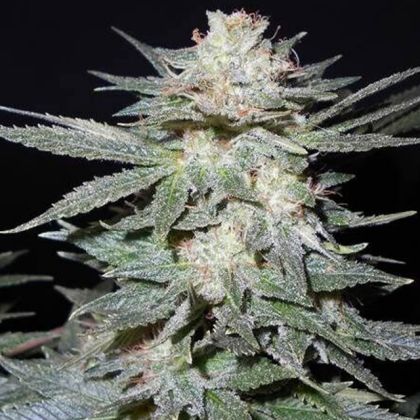 Featured Image of Tastebud Og