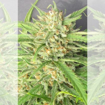 Featured Image of Champagne Kush
