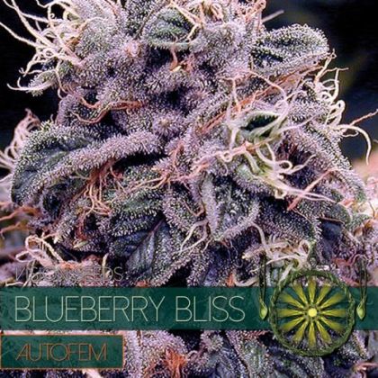 Featured Image of Blueberry Bliss Auto