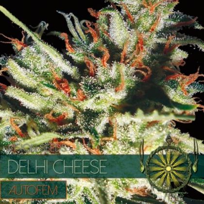 Featured Image of Delhi Cheese Auto