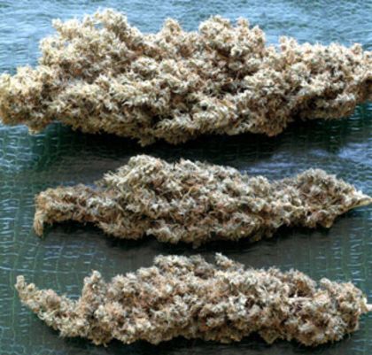 Featured Image of Brainstorm Haze